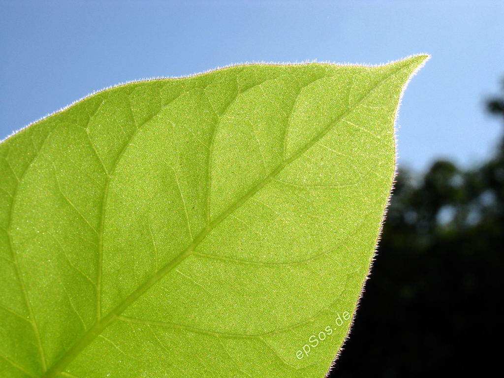 Green Leaf by Epsos.de, on Flickr