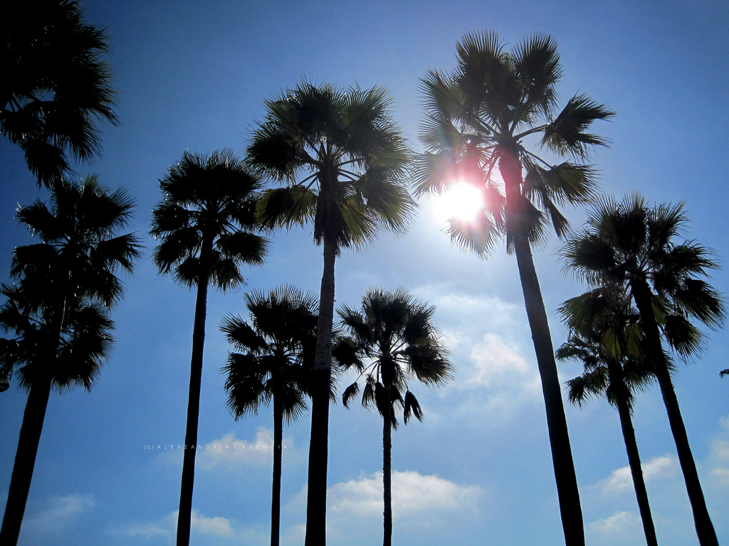 Palm Trees by ajcreencia, on Flickr