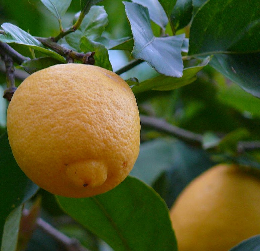 lemon by havankevin, on flickr