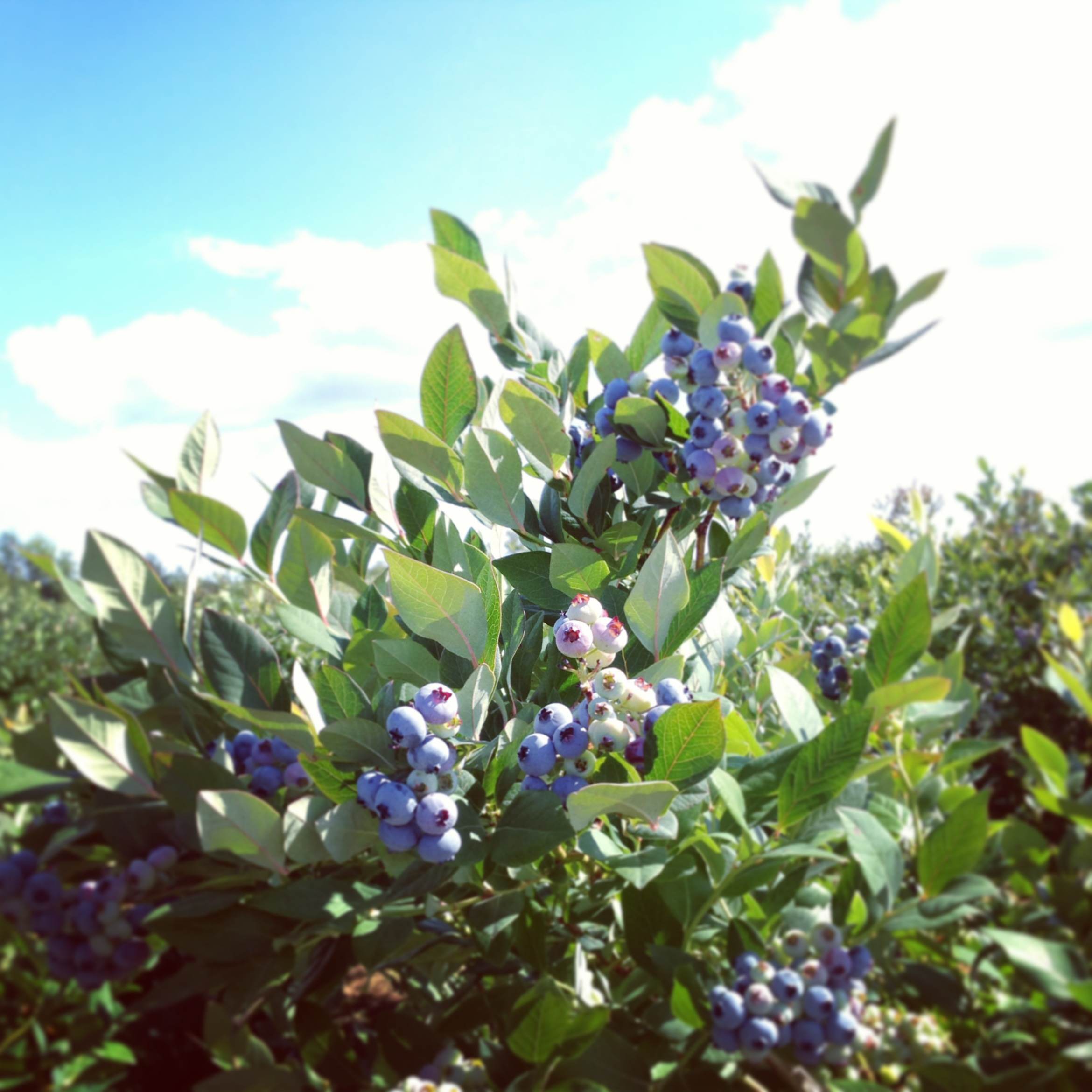 High bush blueberries at Libby & Son U-Picks