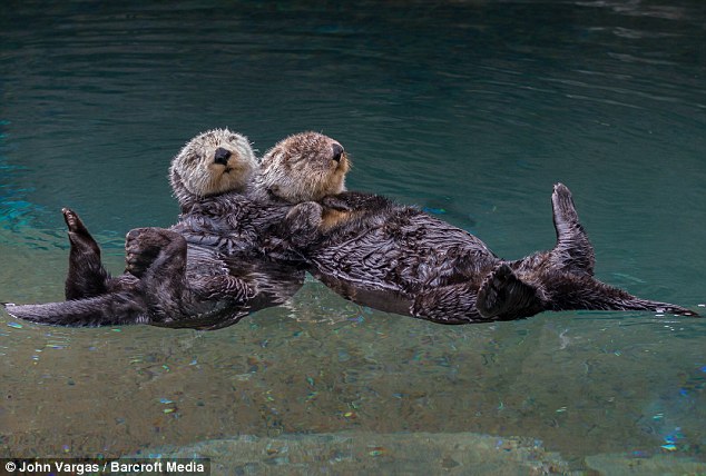 Napping sea otters